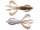 ArkansasShiner