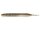 Gold Flash Minnow