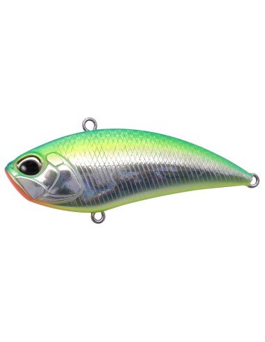 Citrus Shiner