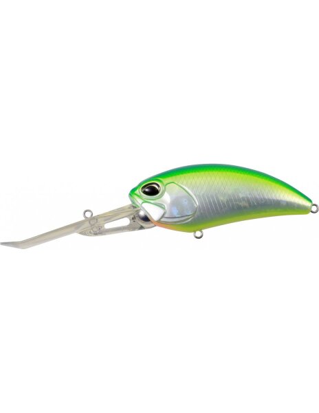 Citrus Shiner