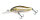 (SP-C) FA STRIPED SHINER
