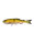 RAINBOW TROUT