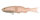ALBINO PEARL SHAD