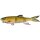 RAINBOW TROUT