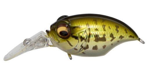 GG BASS
