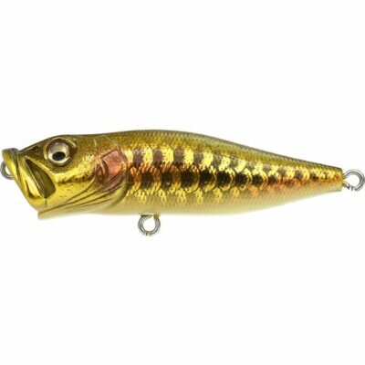 (SP-C) DRAGON FISH G