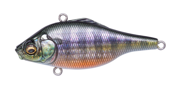 (RATTLE IN) FA GILL