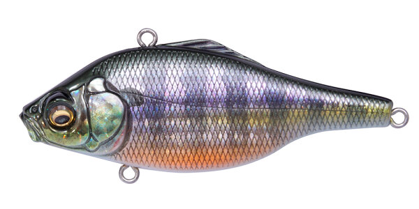 (RATTLE IN) FA GILL