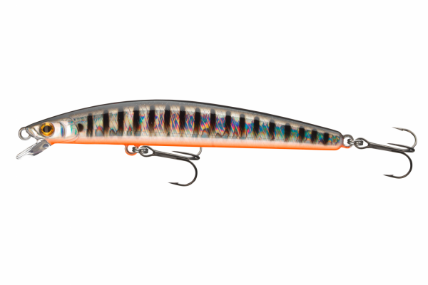 Aurora Zebra