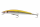 Golden Shiner