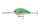 Citrus Shad