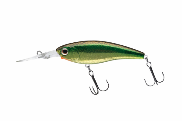 SG Wed Shad
