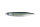 Blueback Herring OL-21