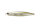 Ghost Minnow G01