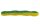 UV Green Perch