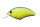 Chartreuse Blue Back P07