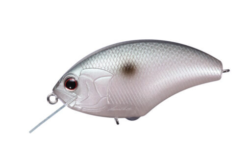 Black Back Shiner P21