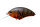 Green Craw Z-37
