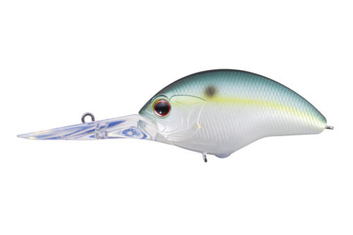 Blueback Herring OL21