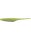Chartreuse Shad