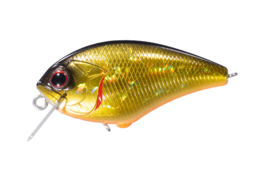Black Gold Orange Belly H04