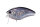 Crystal Blue Shiner H09
