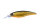 Black Orange Belly H04