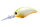 Pearl/Chart Back P64