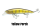 Yellow Perch