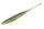 GREEN PUMPKIN/CHART TW107