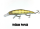 Yellow Perch