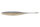 Non Salt Golden Shiner TW161