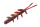 ROCKFISH Red Gold
