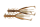 SPAWN GILL