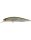 Ghost Minnow